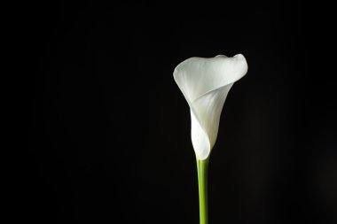Calla Lily siyah