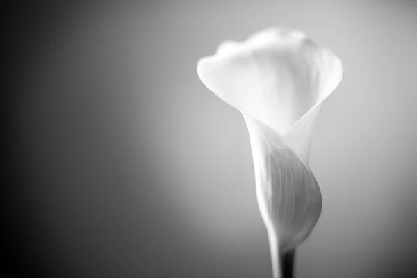 Calla Lily på svart — Stockfoto