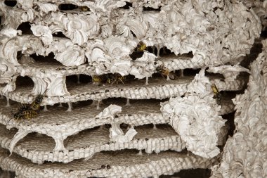 Bir eşekarısı yuvası içinde