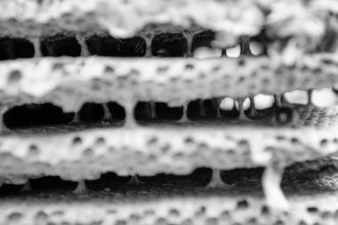 eşekarısı yuvası petek