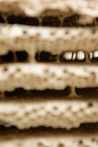 Wespen nest honingraat — Stockfoto
