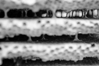 eşekarısı yuvası petek