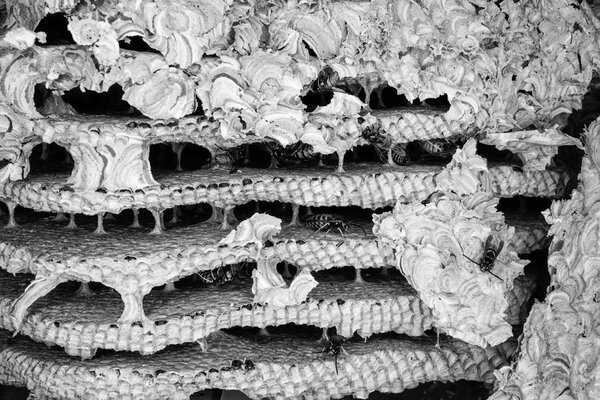 Inside a wasps nest