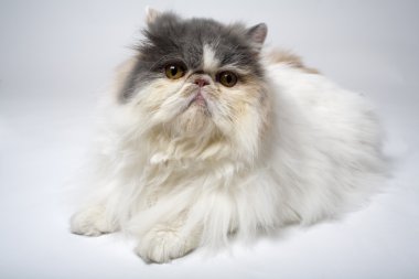 yalancılık aşağı kedi