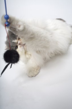 yalancılık aşağı kedi