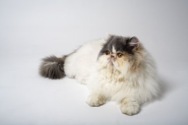 yalancılık aşağı kedi