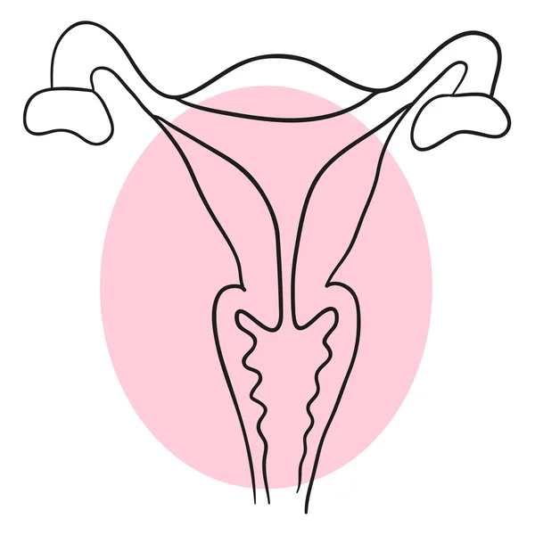 Vector baarmoeder is een transversale — Stockvector