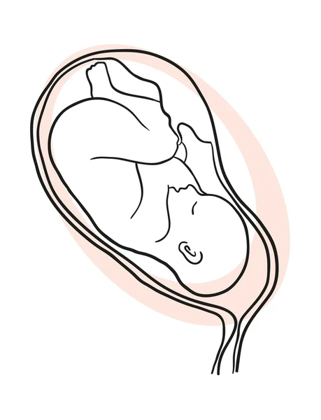 Foetus in de baarmoeder — Stockvector