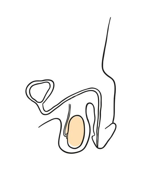 Der Penis — Stockvektor