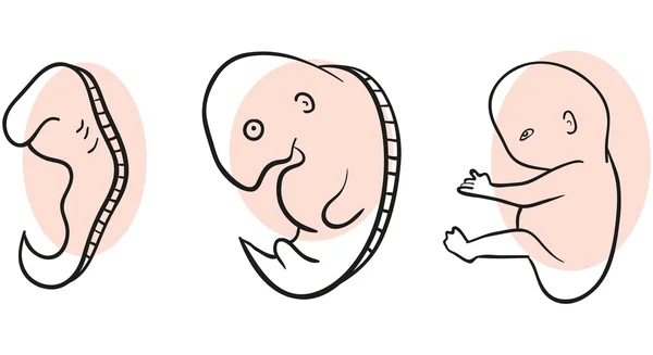 胎児 — ストックベクタ