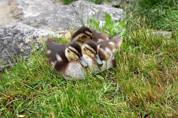 Baby mallard ducks — Stock Photo, Image