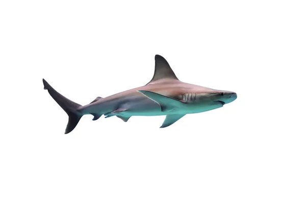 Shark on white background — Stock Photo, Image