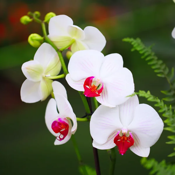 Bílé květy orchidejí v tropické zahradě — Stock fotografie