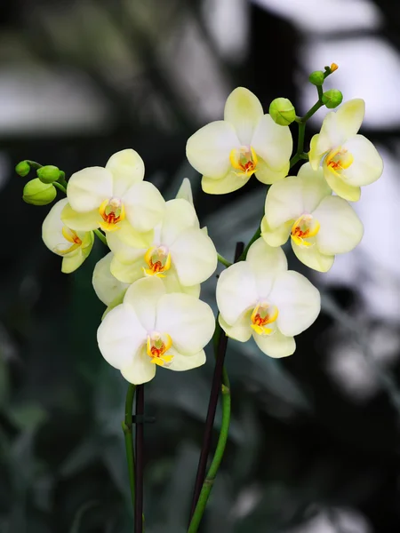 明亮的白色兰花 （蝴蝶兰) — 图库照片