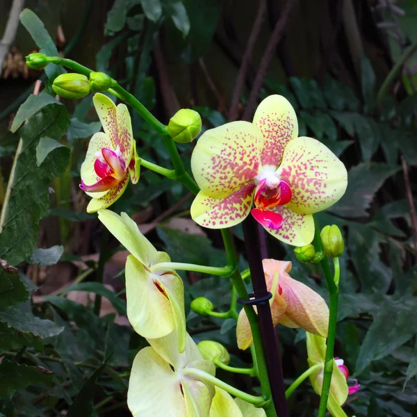 Orchideenblumen im tropischen Garten — Stockfoto