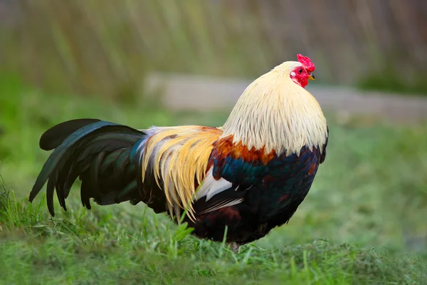 Курица, стоящая на траве — стоковое фото