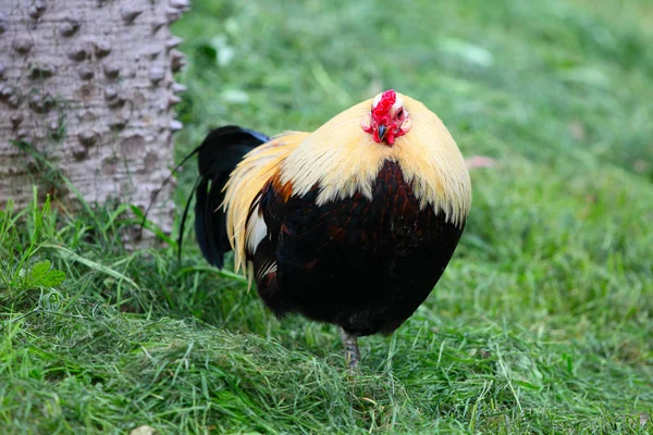 Otların arasında duran tavuk — Stok fotoğraf