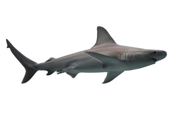 beyaz izole köpek balığı 