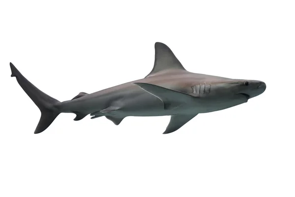 Beyaz izole köpek balığı — Stok fotoğraf