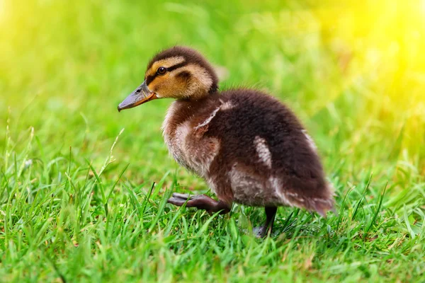 Duckling resting in the grass — Stock Photo, Image