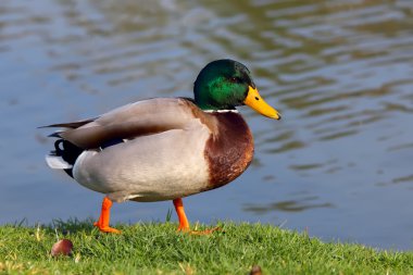 erkek yeşilbaş ördek