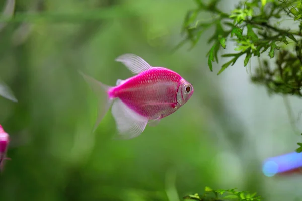 Der Bunte Aquarienfisch Schwarzer Tetra Gymnocorymbus Ternetzi — Stockfoto