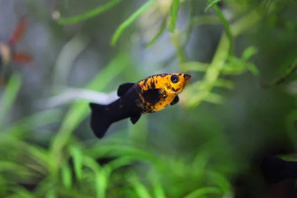 Lyretail Molly Poecilia Latipinna Aquarium Fish Fish Tank Aquarium — Stock Photo, Image