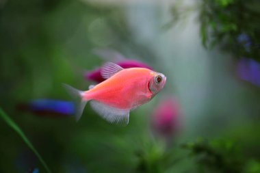 Renkli akvaryum balığı Kara tetra (Gymnocorymbus ternetzi)