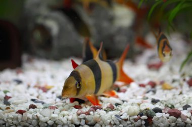 Renkli Palyaço Loach Balığı - Botia macracanthus