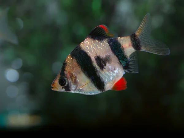 Рыба Аквариум Колючка Тигра Колючка Суматры Barbus Pentazona — стоковое фото