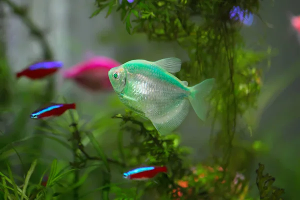 Colorido Acuario Peces Negro Tetra Gymnocorymbus Ternetzi —  Fotos de Stock