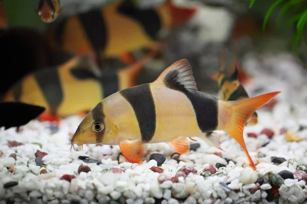 Renkli Palyaço Loach Balığı Botia Macracanthus — Stok fotoğraf