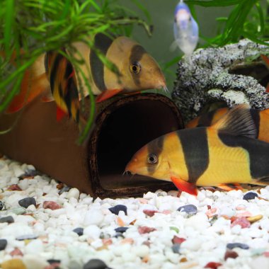 Renkli Palyaço Loach Balığı - Botia macracanthus