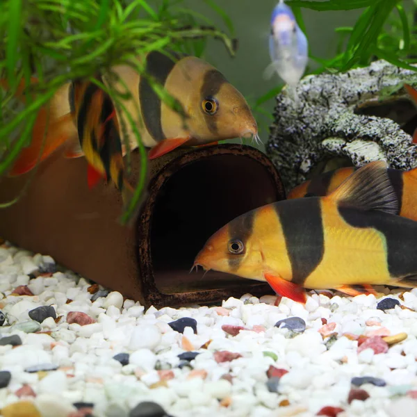 Colorful Clown Loach Fish Botia Macracanthus — Stock Photo, Image