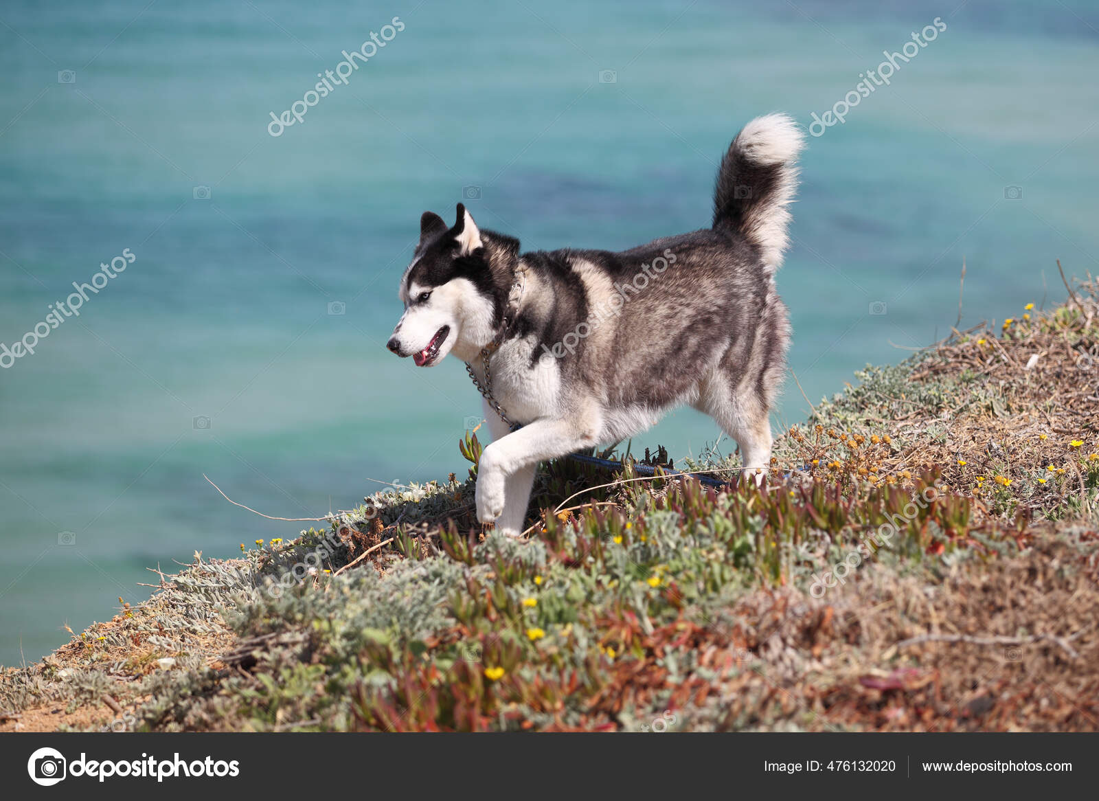 シベリアのハスキー犬は所有者から逃れようとしています ストック写真 C Leonidp シベリアのハスキー犬は所有者から逃れようとしています ストック写真 C Leonidp