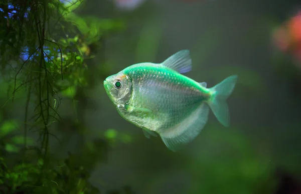 Colorful Aquarium Fish Black Tetra Gymnocorymbus Ternetzi — Stock Photo, Image