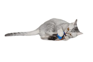 İskoç kedi yavrusu