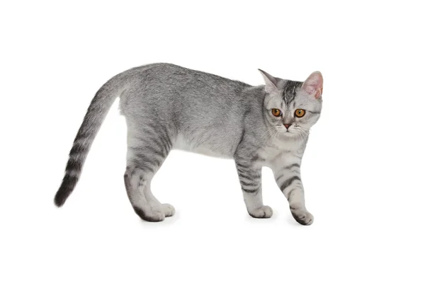 Cottish  kitten — Stock Photo, Image