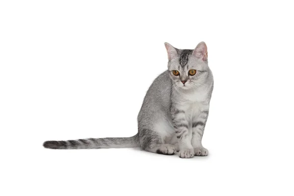 Scottish Straight kitten — Stock Photo, Image