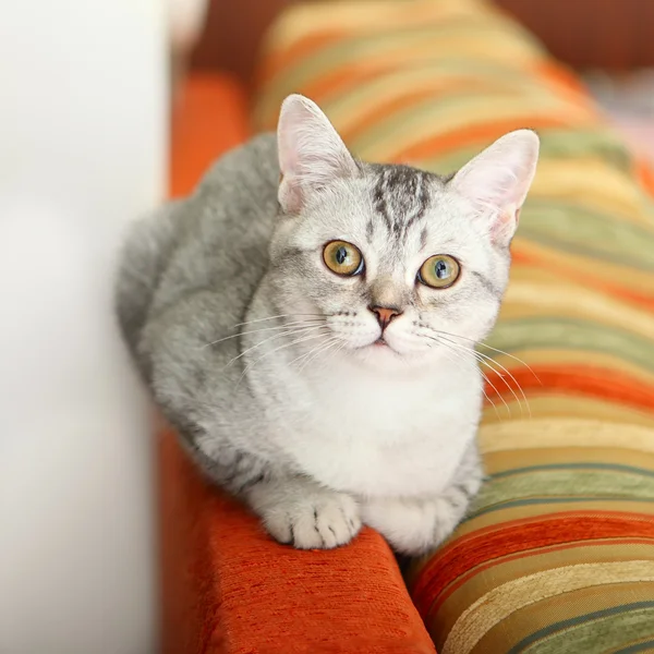 Scottish kitten — Stock Photo, Image