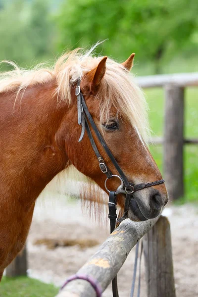 Ritratto cavallo — Foto Stock