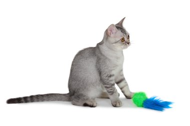 İskoç heteroseksüel kedi 