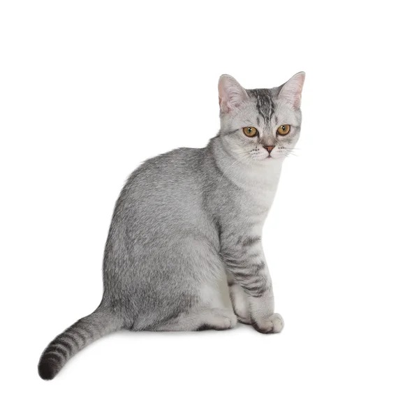 Scottish kitten — Stock Photo, Image