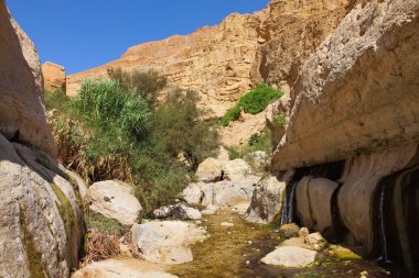Ein Gedi Doğa Koruma Alanı