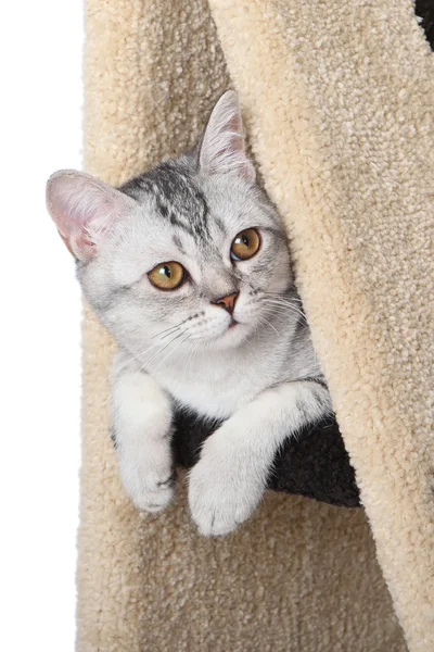 Szkocki prosty kotek — Zdjęcie stockowe