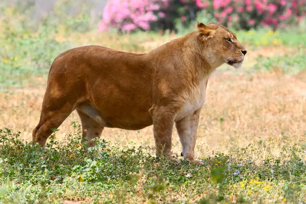 Lioness l — Stock Photo, Image