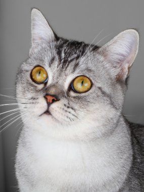 doğru cottish kitten