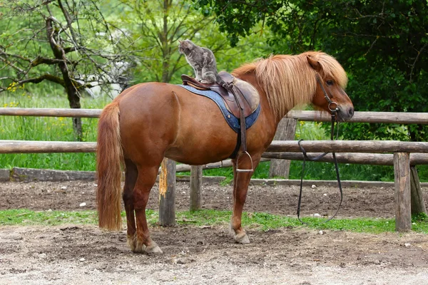 Caballo y gato —  Fotos de Stock