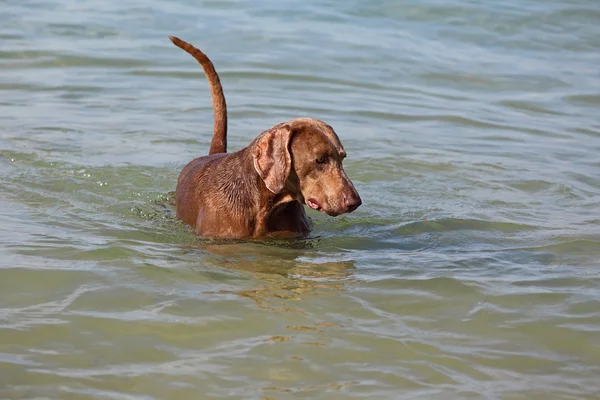 Weimaraner köpek — Stok fotoğraf