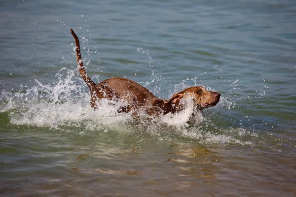 Dog in sea — Stock Photo, Image